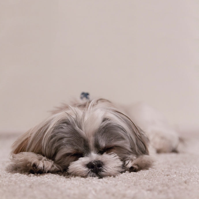 The Importance of Calming Dog Beds: Creating Tranquility for Our Furry Friends