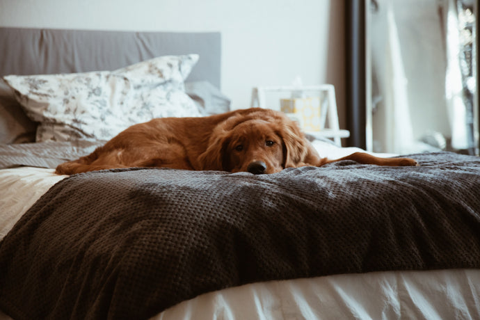  Where Should a Dog Bed be Placed in the Bedroom?