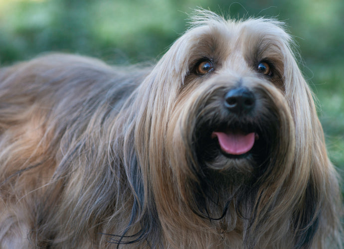The Importance of Dog Shampoo: Maintaining a Healthy and Clean Canine Coat