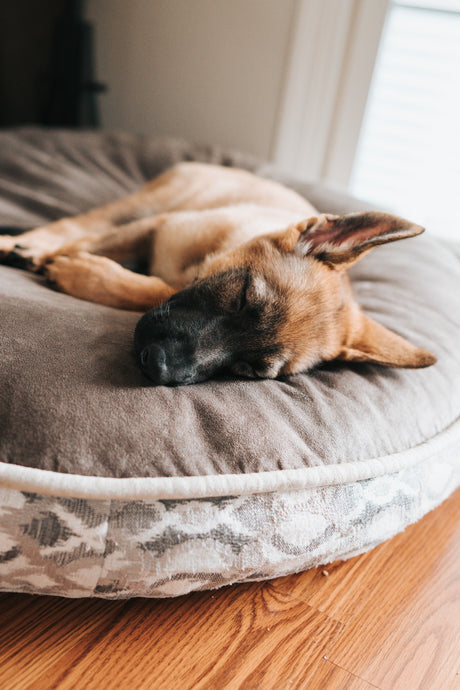 The Impact of Mental Well-being on a Dog's Life: The Role of an Anxiety Dog Bed