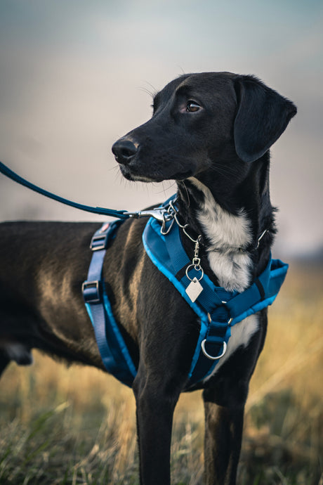 The Advantages of No-Pull Dog Harnesses Over Alternative Options