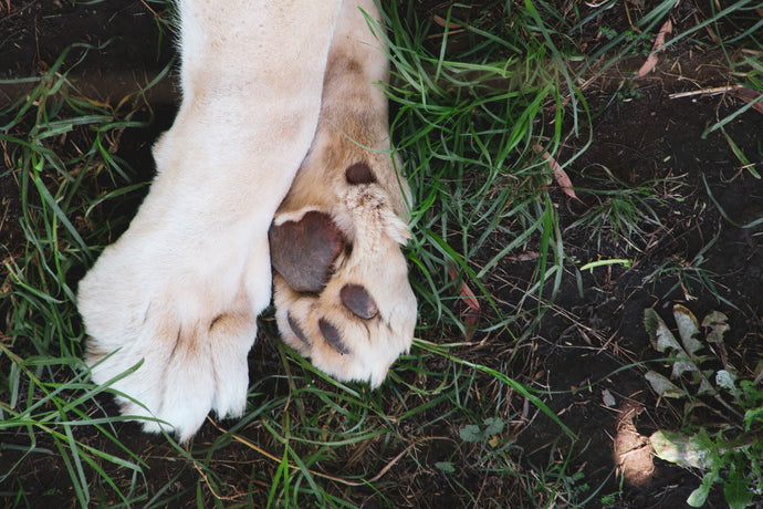 The Humble Dog Paw. Your Pups Unique Identity