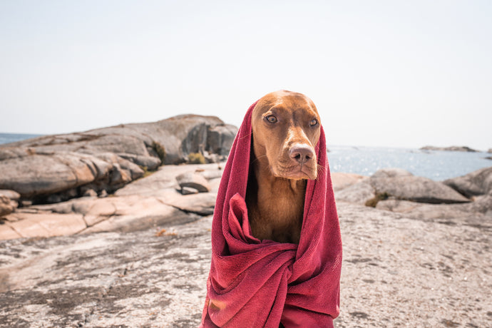 The Benefits of Using Dog Towels Instead of Regular Towels