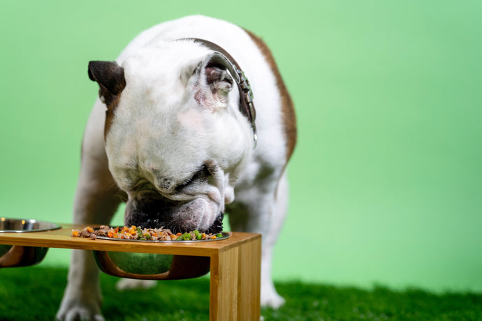 The Importance of a Dog Food Mat: Why It's a Necessity
