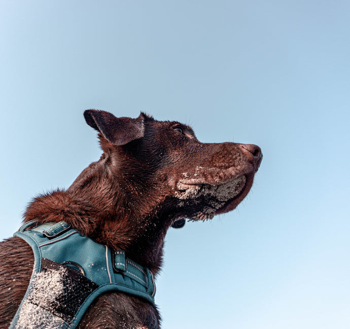 Why Personalized Dog Harnesses Are a Safer Choice