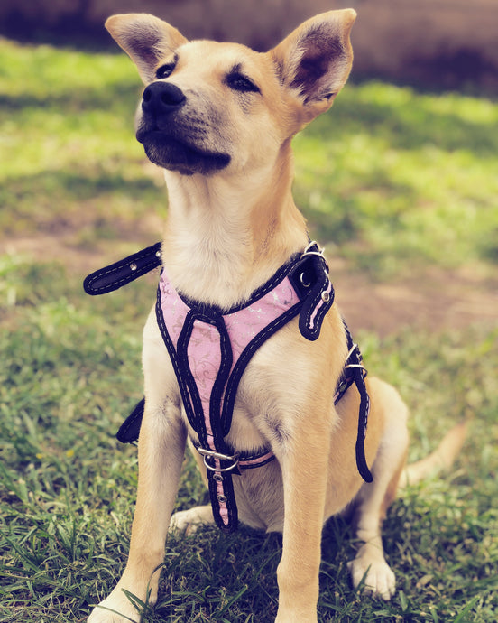 Are No-Pull Dog Harnesses Safe for Your Dog?