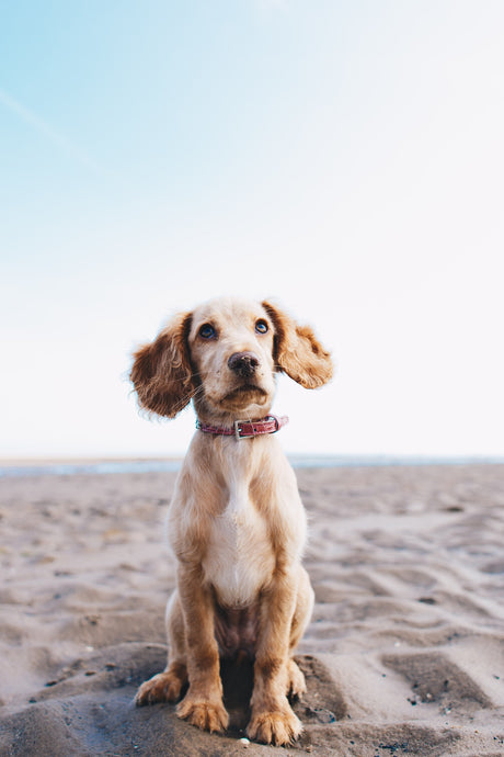 5 Ways A Collar Can Harm Your Dog