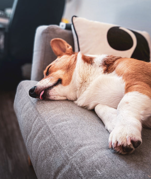 Where Should a Dog With Separation Anxiety Sleep?