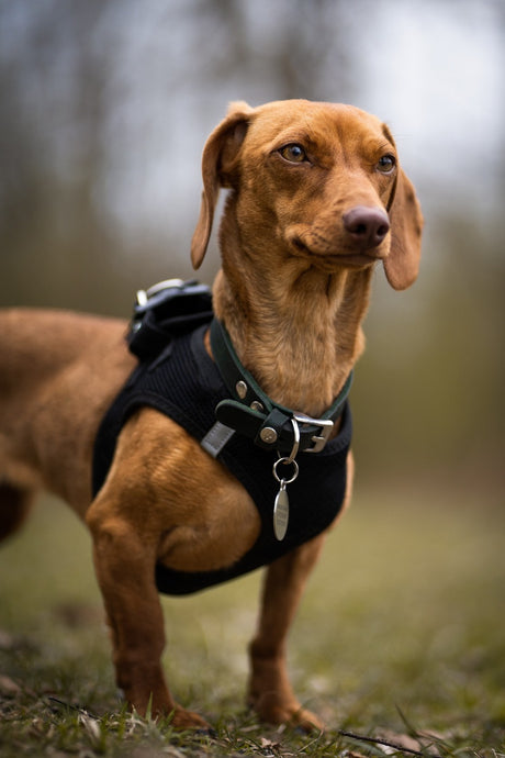 What Sets a No-Pull Dog Harness Apart?